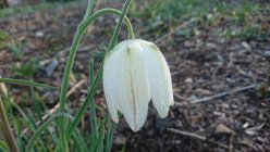 Fritillaria meleagris 'Alba' Kirjopikarililja